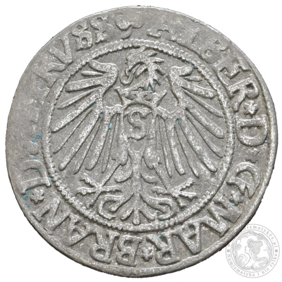 grosz :: 1542 :: Albrecht Hohenzollern 1525-1568, Królewiec